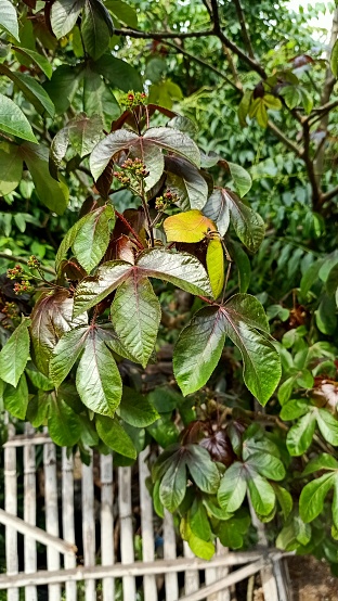 Close up of bellyache bush plant