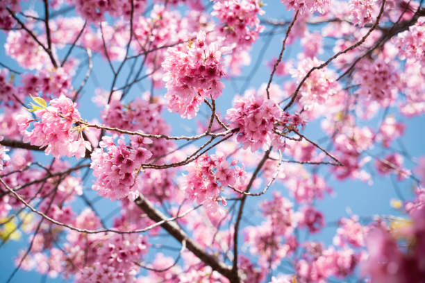 istock Kawazu cherry blossoms 1924395787