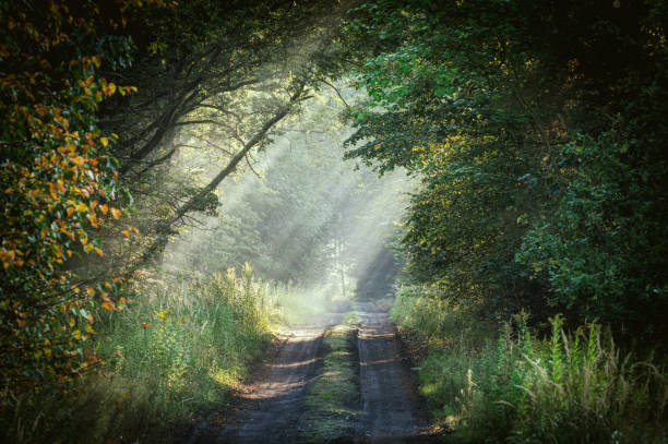 istock Scenic dirt road lined with foliage on both sides. 1924408898