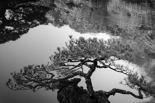 pine branches and pond