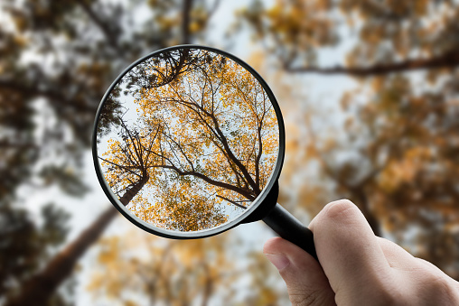 A magnifying glass focusing on a forest
