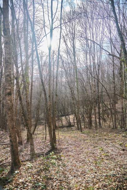 istock Forest landscape in late autumn or early spring. Low sun. 1924418198