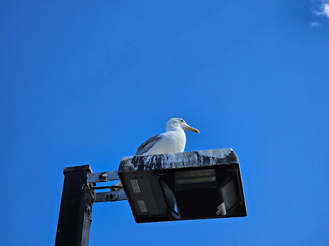 A seagull sitting along on the top of an old light.