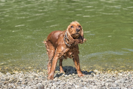 Wet English Cocker Spaniel dog shaking off water droplets after swimming in the river