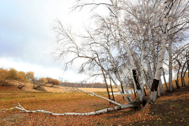 natural scenery of the princess lake of ulan cloth in inner mongolia - 5576 photos et images de collection