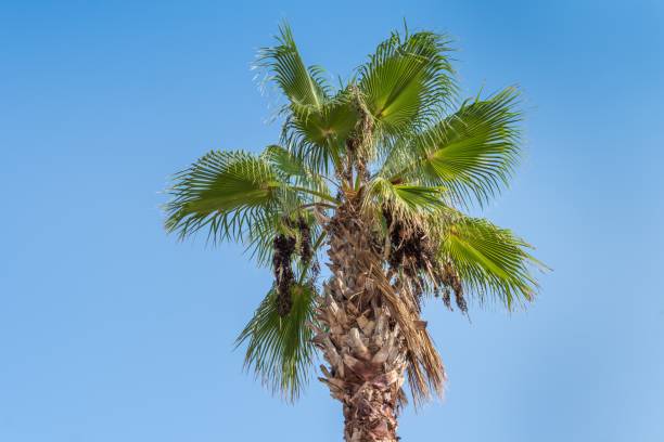 palma na tropikalnym wybrzeżu - cz zdjęcia i obrazy z banku zdjęć
