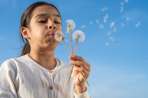 Front view of girl blowing dandelion seeds in meadow.