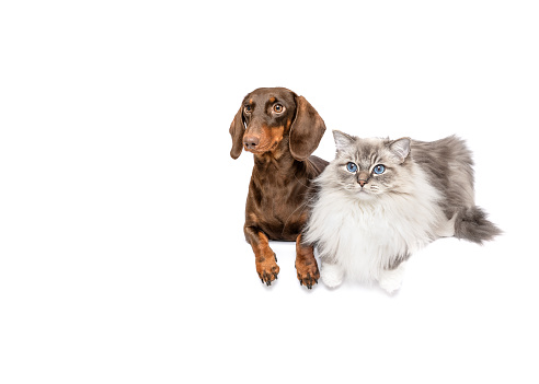 Dachsund and cat lying isolated on white studio background copy space
