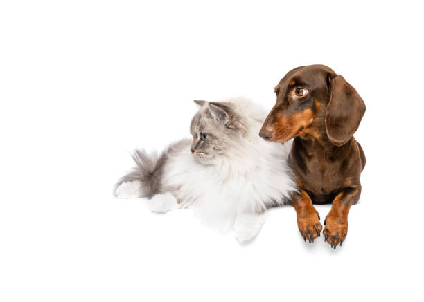 istock Dachsund dog and cat best friends 1924434288