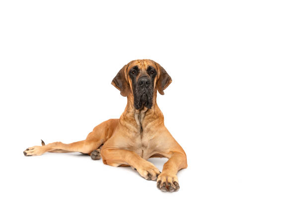 Great Dane dog  lying down on white studio background isolated looking right to copy space