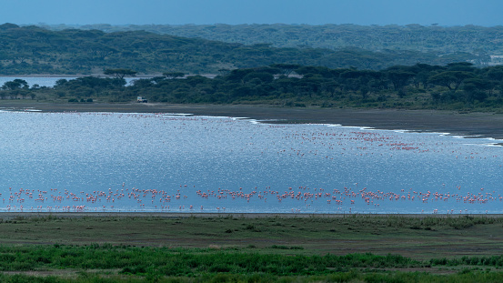 Habitat image of a mixed flock of greater and lesser flamingos foraging at the Lake Ndutu, Tanzania
