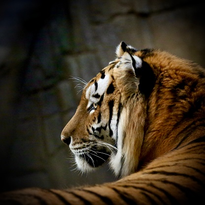 Amur tiger led down head and shoulders portrait