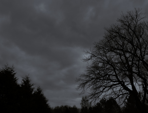 Black and white photo of sky and trees
