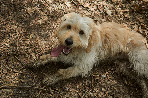 Dirty dog lies on a forest path