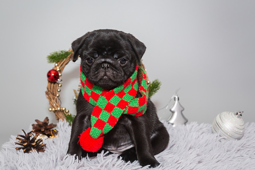 Black pug puppy on grey background with Christmas Decorations