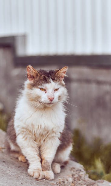 istock Yard, stray and street cat. Abandoned sad cat 1924453797