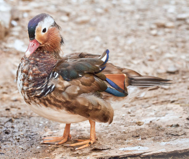 istock Mandarin Duck close up. Species of ducks Aix 1924455913