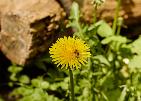 A bee on a yellow dandelion flower. Honey bee collecting pollen of yellow flower dandelion.