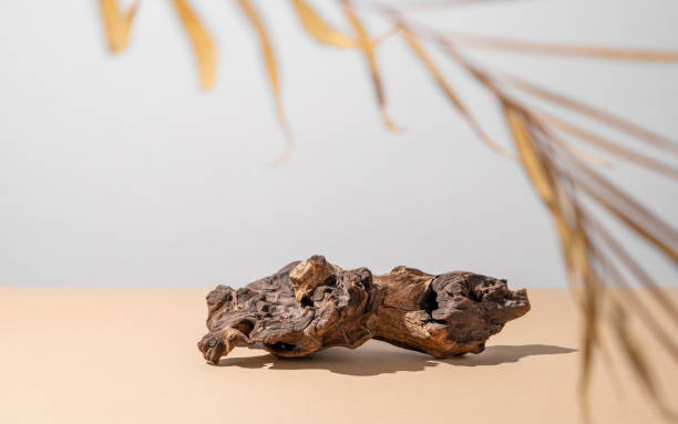 istock Natural wood driftwood with a complex texture on a beige background with a dry palm leaf and shadow. 1924462370