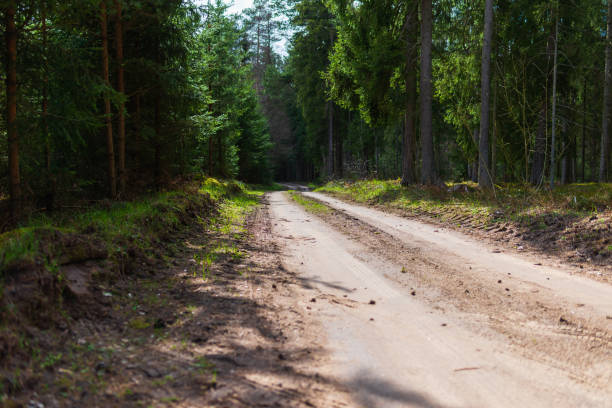 istock Spring forest road sunlight view. Road in autumn,spring,summer forest. Spring forest road urban path. 1924464541