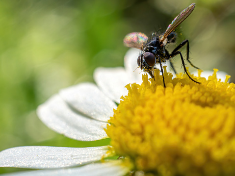 close up photo of a hover fly