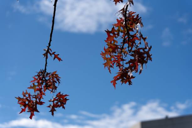 istock Tree branches adorned with dark red autumn leaves 1924466193