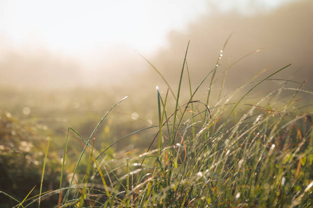 istock Grass in dew in the morning with blurred misty background 1924466974