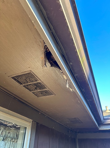 Squirrel damage on eaves underside of roof