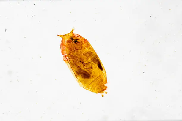 Drosophila Larva W.M. under light mircoscope with white background