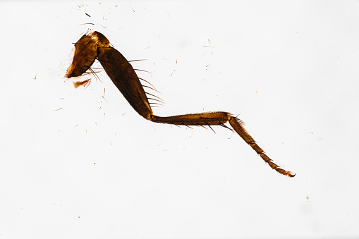 Centipede on a damp cement floor covered in green moss, this centipede has many legs and a very fast walking speed.