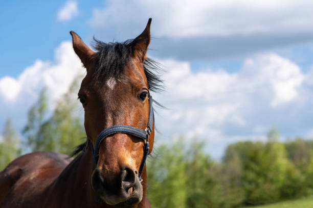 Portrait horse, brown closeup horse.Thoroughbred youngster posing on the green meadow summertime.Horse on summer nature. Portrait of a horse, brown,chestnut horse.Thoroughbred youngster posing on the green meadow summertime.Horse on summer nature.Closeup. 2632 stock pictures, royalty-free photos & images