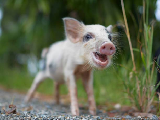 istock piglet, portrait close-up, sunny day 1924511304