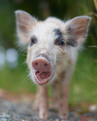 Little pig in a rural wooden hutch