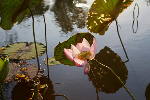 Close-up of pink water lily blooming over water