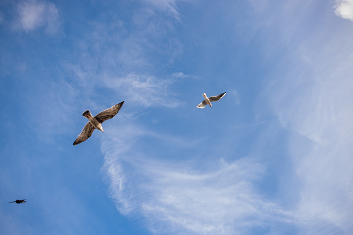 Herring gull in the sky