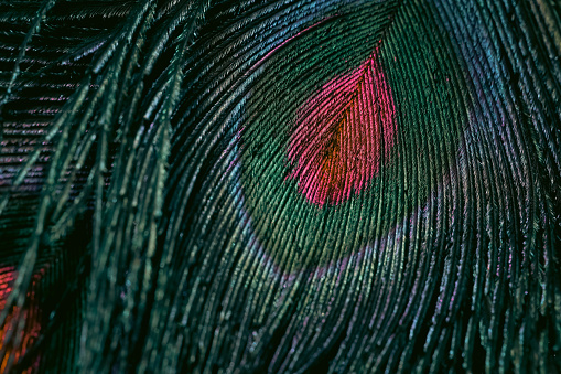 A brightly colored peacock featuring hues of vibrant green and red feathers