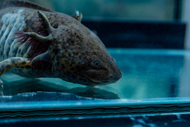 istock Adorable dark axolotl. Close up photo. 1924552236