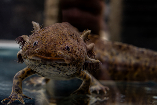 Cute brown axolotl closeup in the tank.
