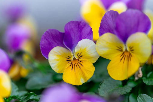 Dew drops cling to beautiful purple pansies as they grow  in a sidewalk window box in downtown Brevard, North Carolina in late December.