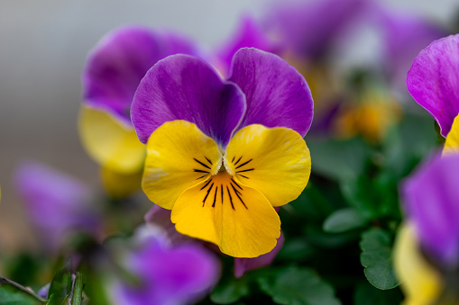 Blooming Pansy and Viola Plants in Old Fashioned Teapot and Metal Pitchers