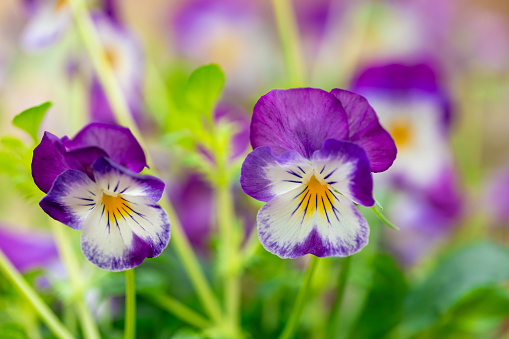 White-purple colored pansy flowers in spring garden