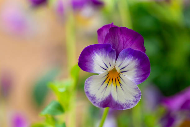 White-purple colored pansy flowers in spring garden