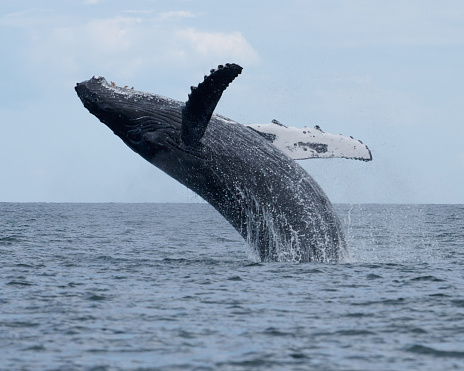 Mother and calf humpback whales migrating along the Australian coast