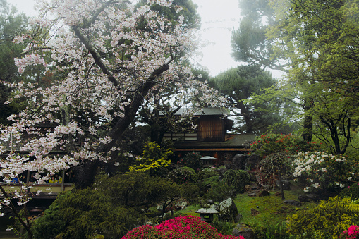 March 19, 2023: Dramatic view of beautiful green flowering plants and blooming trees and authentic Japanese buildings during fresh spring rain in the Central Park of the city of San Francisco, California