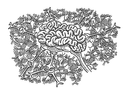 Hand-drawn vector drawing of a Brain and a Neuronal Network. Black-and-White sketch on a transparent background (.eps-file). Included files are EPS (v10) and Hi-Res JPG.