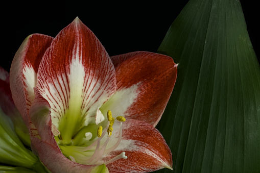 A close-up of a red and white colored blossom of an amaryllis beside a green leaf and black backdrop