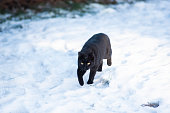 Black cat walking in the snow. Homeless cat in winter in the snow.