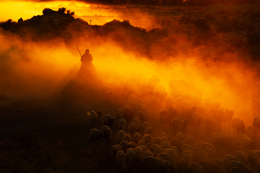 Karaman,Türkiye,September 5, 2023: Shepherd taking sheep to pasture at evening sunset time