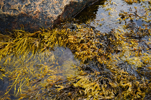 Fucus vesiculosus, known by the common names bladderwrack and rock wrack. It was the original source of iodine