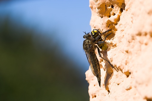 In Sardinia, a Machimus atricapillus rests on a plastered wall, its precise moment frozen as it snags a wasp mid-flight. A snapshot of nature's intensity.